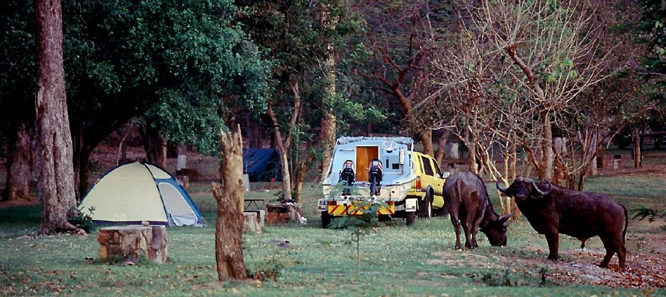 940-afr-buffaloes.jpg