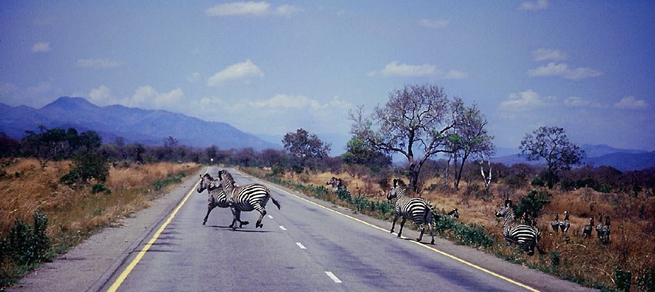 940-africa-mikumizebra.jpg