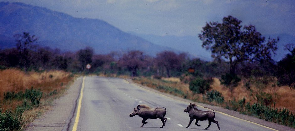940-africa-warthogs.jpg