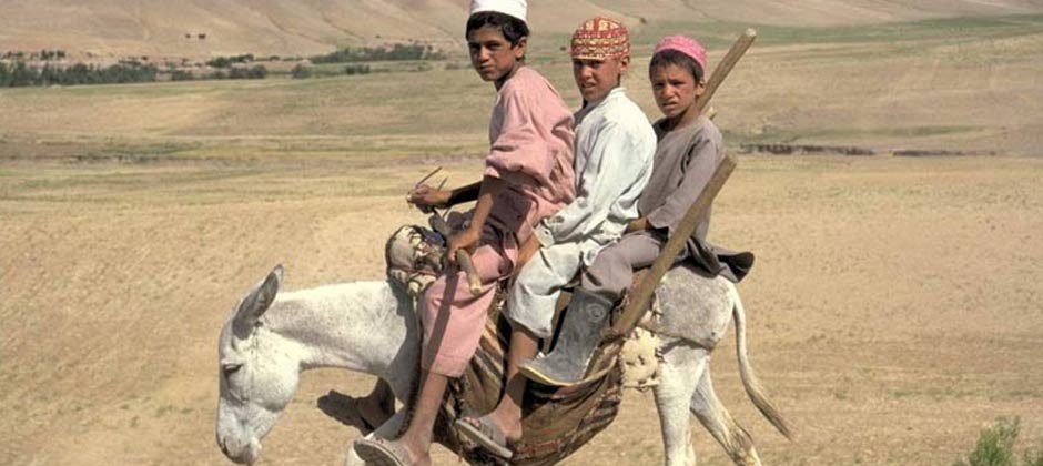 940-2001-940-donkey.jpg